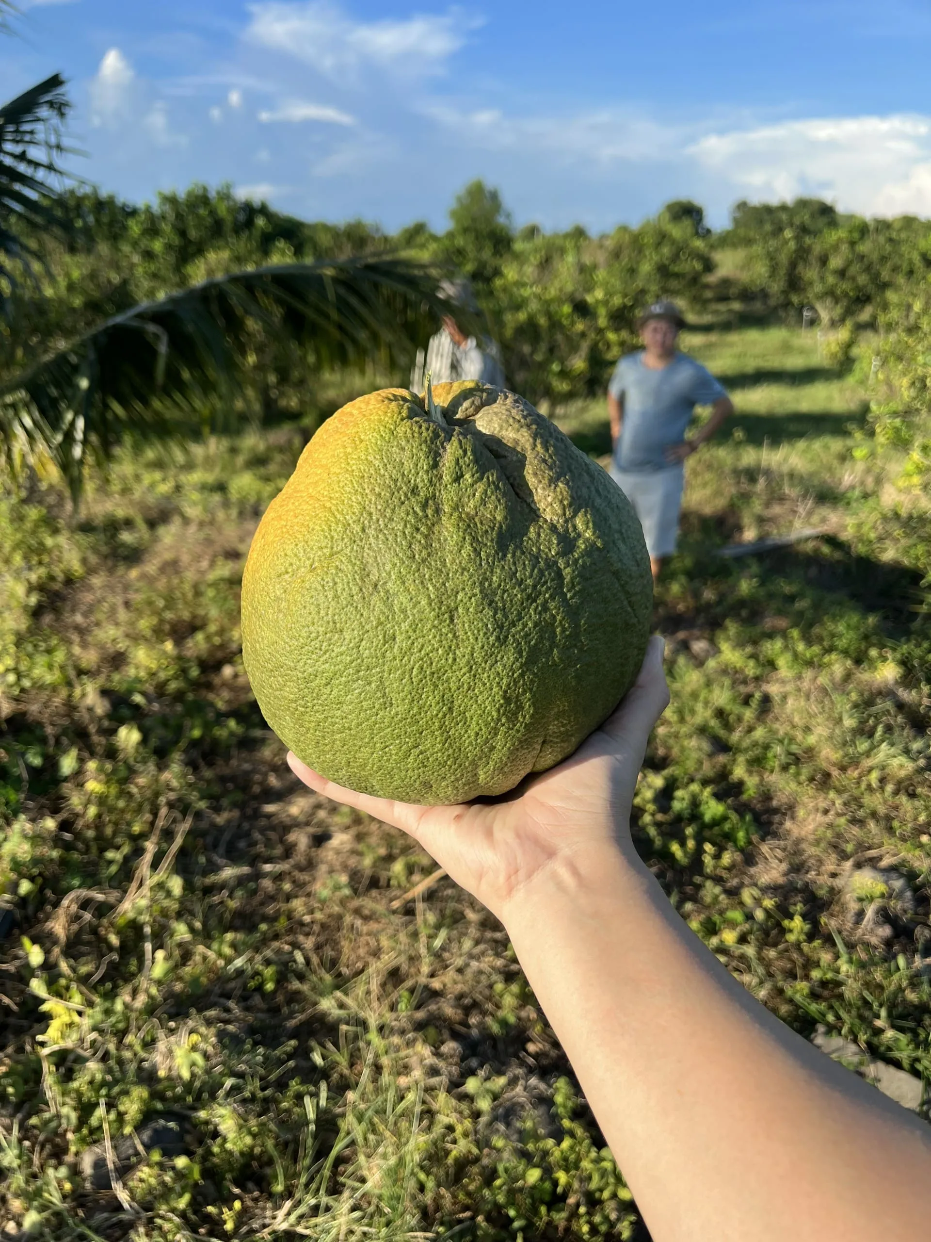 Vườn Bưởi Suối Rao 2,7 ha — ảnh 1