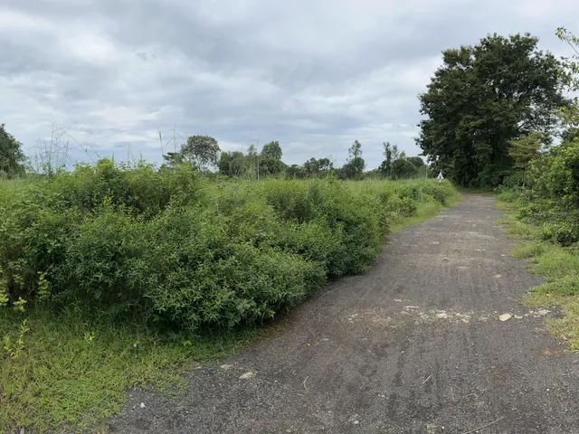 Long Tân 3,5 ha — ảnh 2