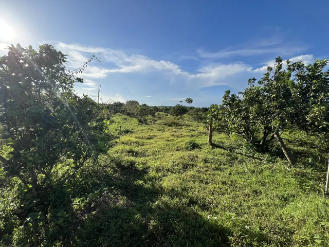 Vườn Bưởi Suối Rao 2,7 ha — ảnh 2