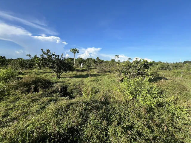 Vườn Bưởi Suối Rao 2,7 ha — ảnh 3
